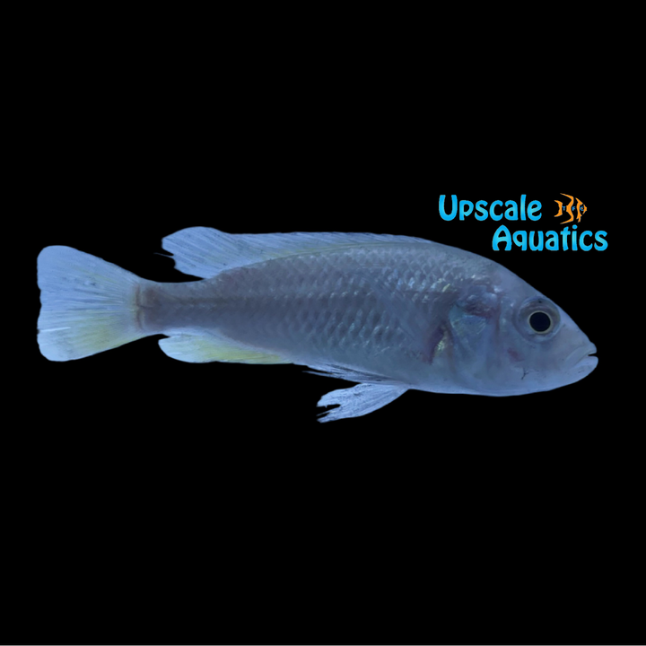 Cherry Red Hap (Haplochromis brownae)