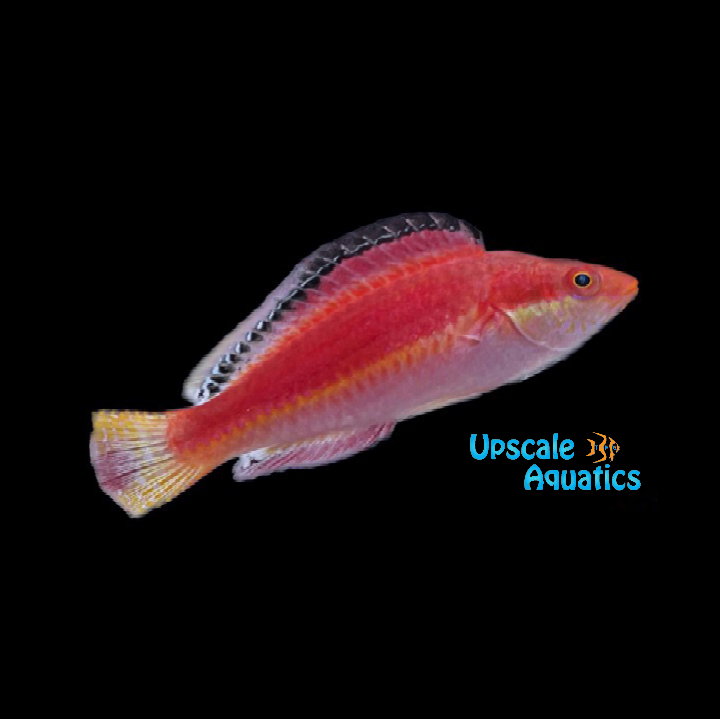 Conde's Fairy Wrasse (Cirrhilabrus condei)