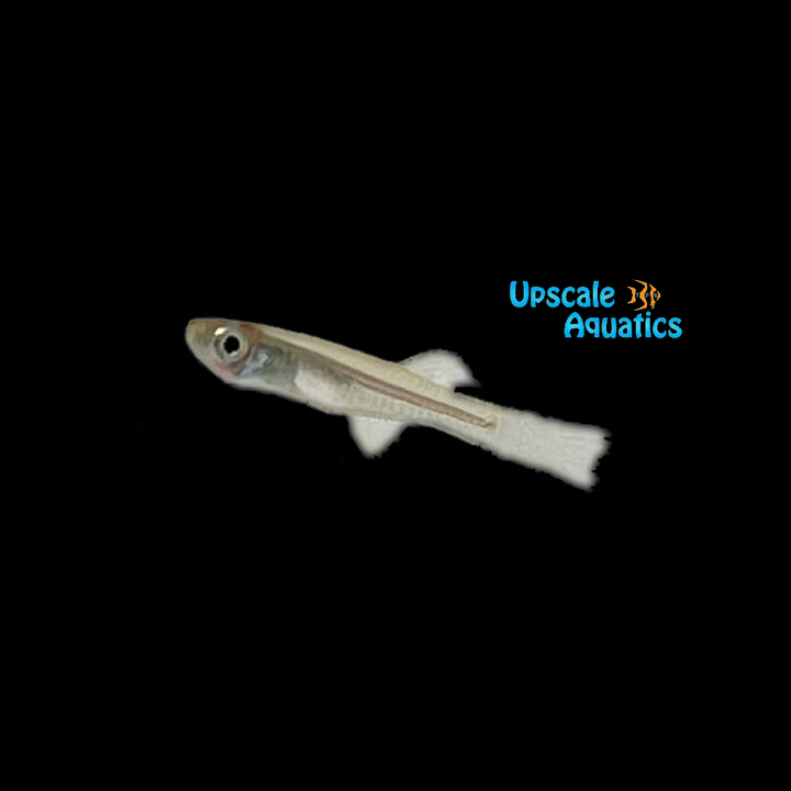 Cameroon Lampeye Killifish (Micropanchax camerunensis)