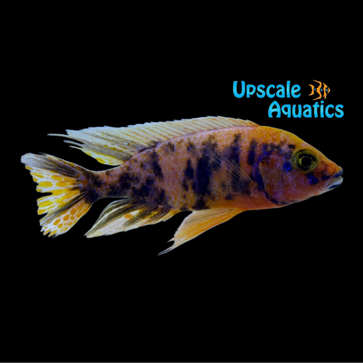 Tangerine OB Peacock (Aulonocara sp. OB)