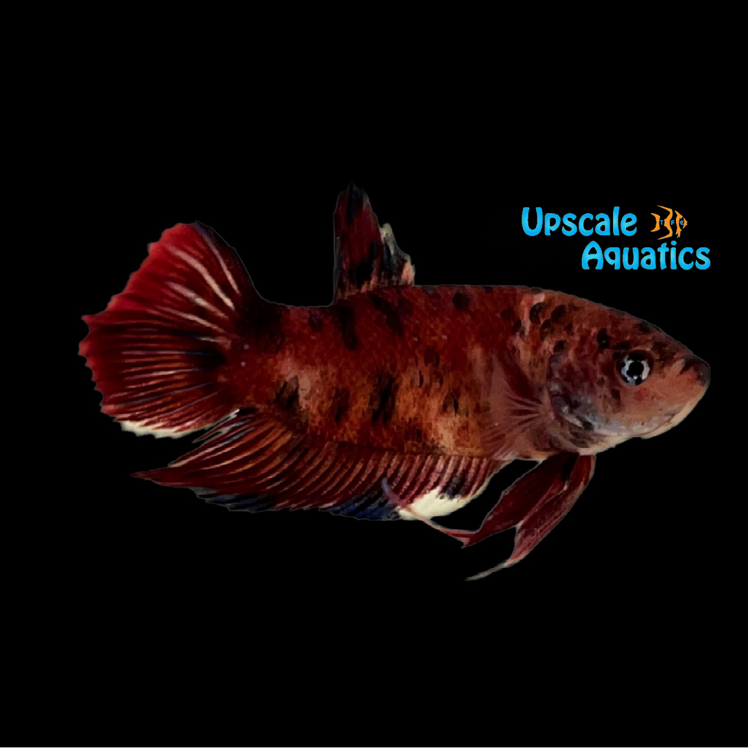 Giant Koi Plakat Betta - Male (Betta splendens)