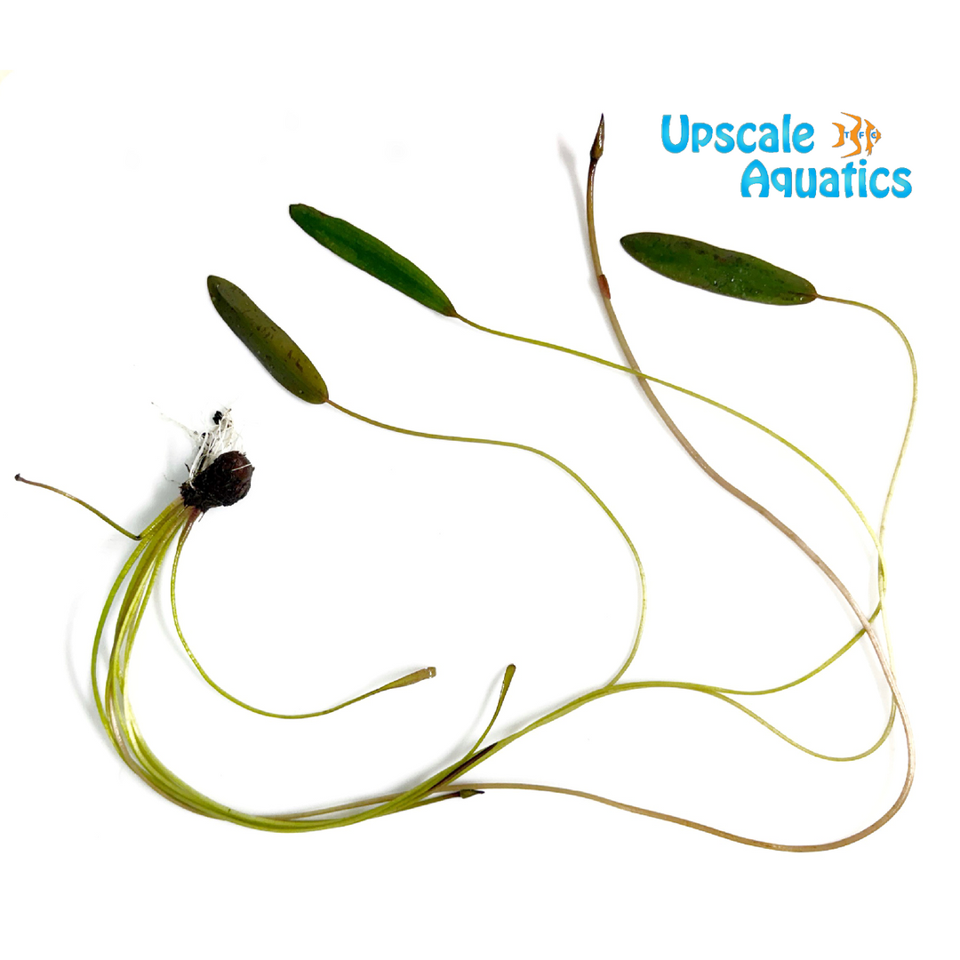 Water Hawthorn (Aponogeton distachyos)