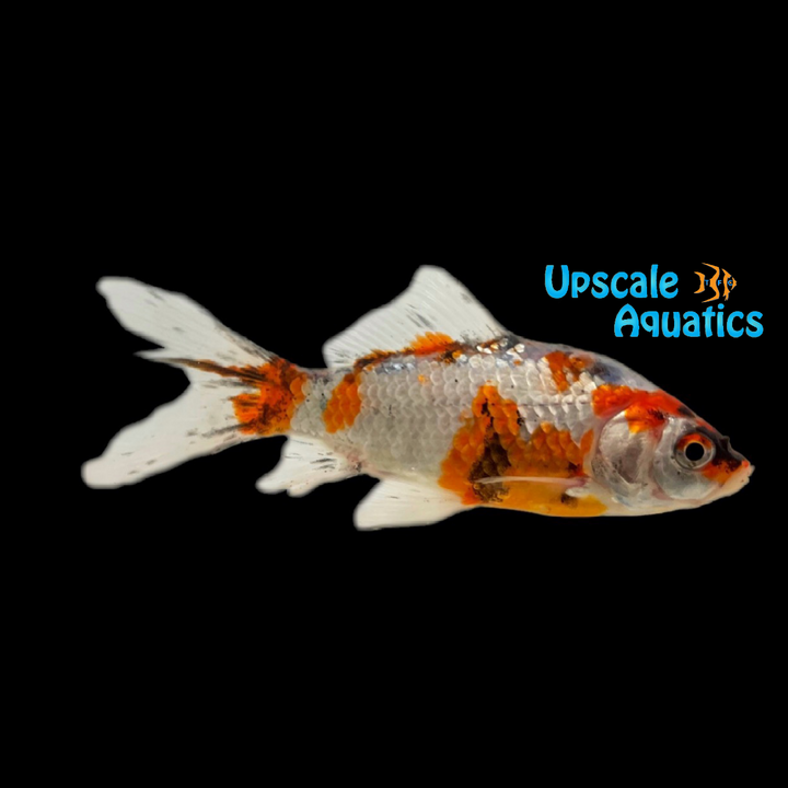 Calico Shubunkin Goldfish (Carassius auratus)