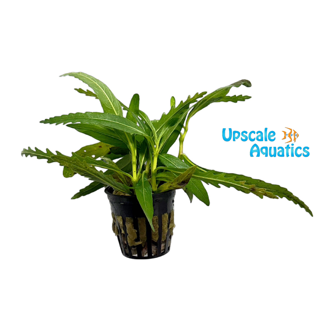 Hygrophila Balsamica
