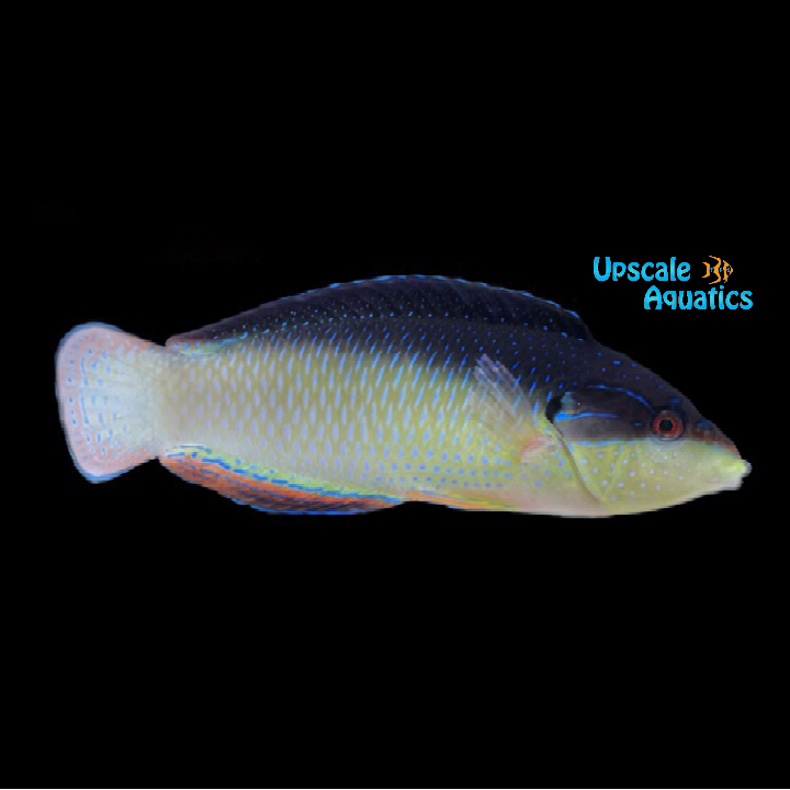 China Wrasse (Anampses neoguinaicus)