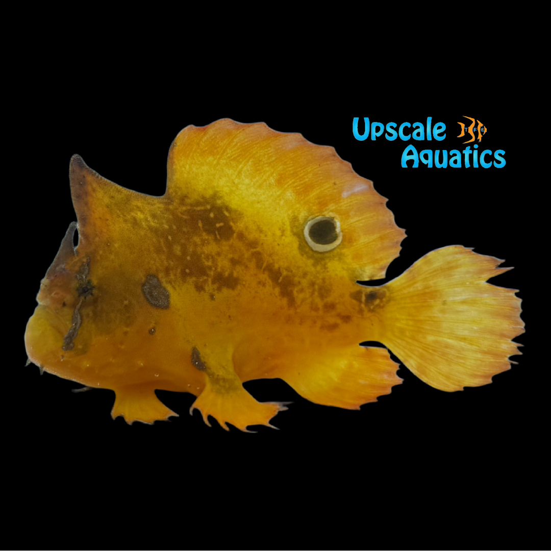Orange Freshwater Frogfish (Antennarius biocellatus)
