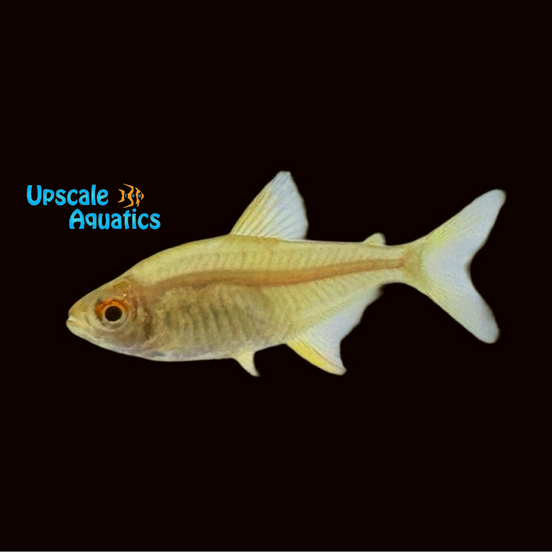 Orange Lemon Tetra (Hyphessobrycon cf. pulchripinnis)
