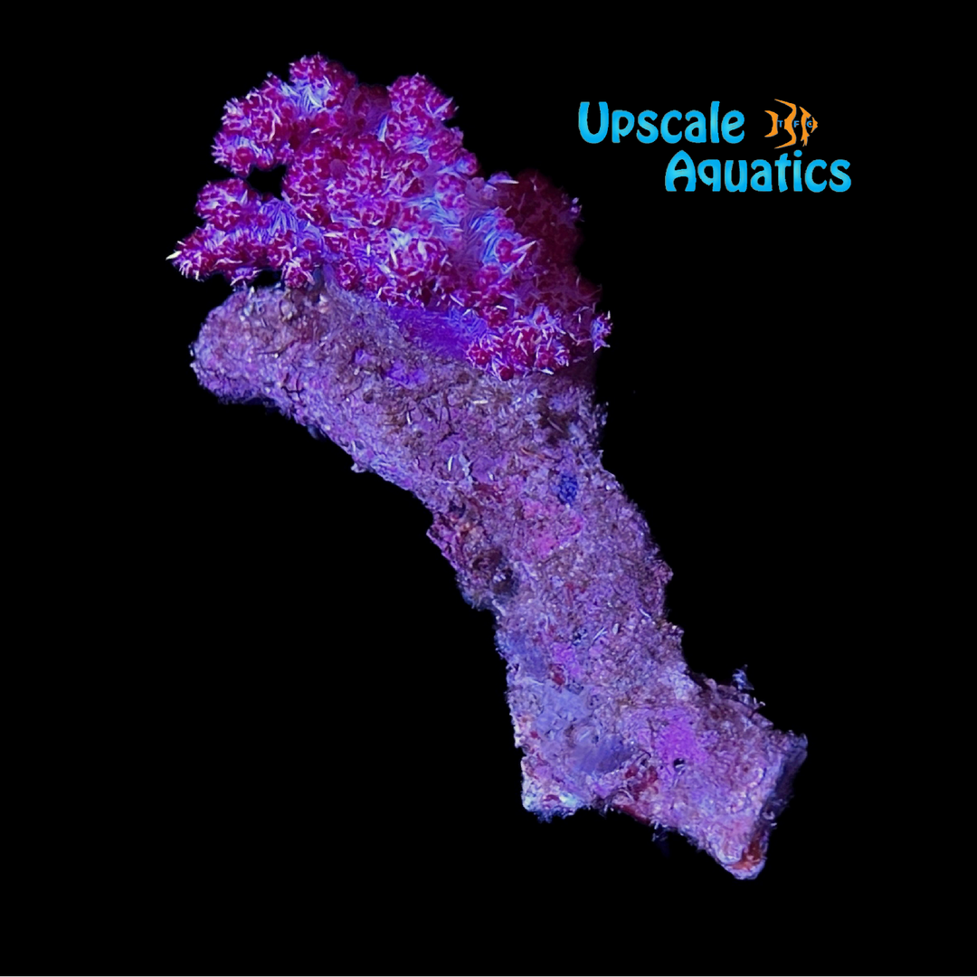Red Carnation Tree Coral (Dendronephthya sp.)