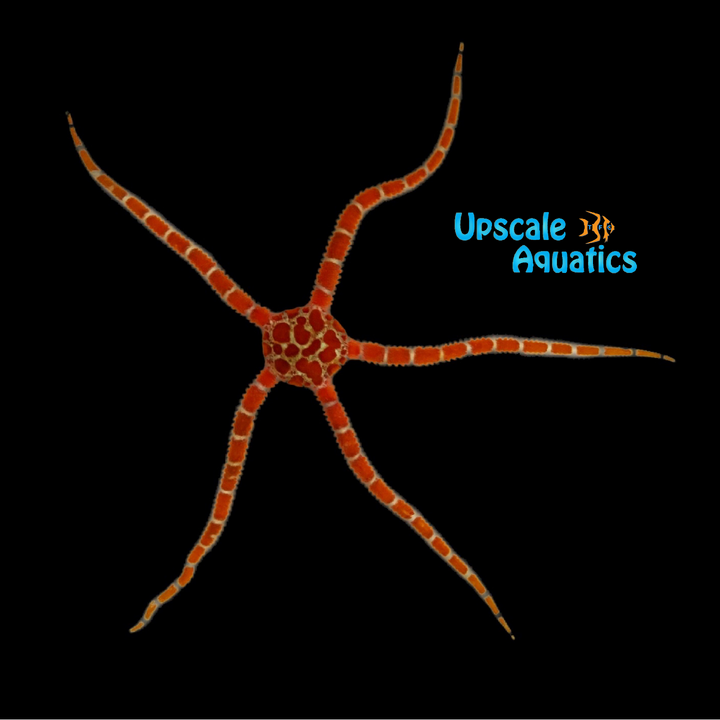 Orange Banded Serpent Starfish (Ophioderma brevispinum)
