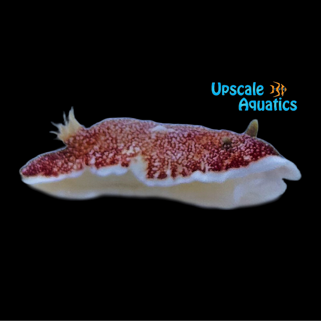 Reticulated Nudibranch (Goniobranchus reticulatus)