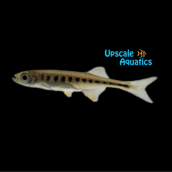 Lake Inle Danio (Inlecypris auropurpureus)