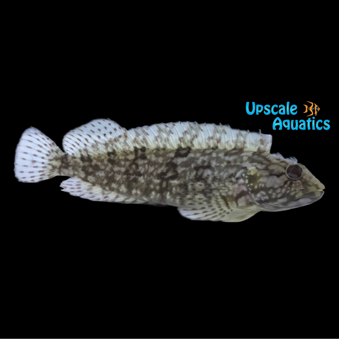 Masquerader Hairy Blenny (Labrisomus conditus)