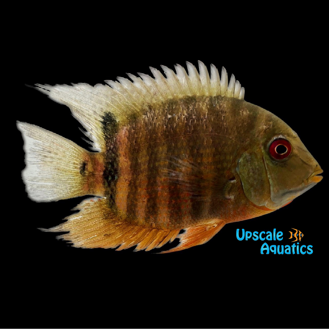 Red Tiger Severum (Heros severus 'curare')