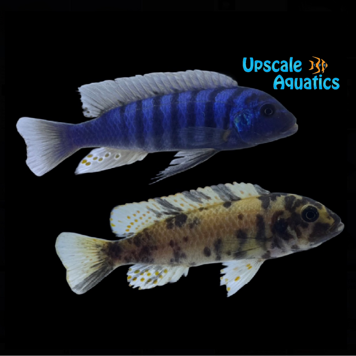 Zebra Slim OB Cichlid (Metriaclima tarakiki)