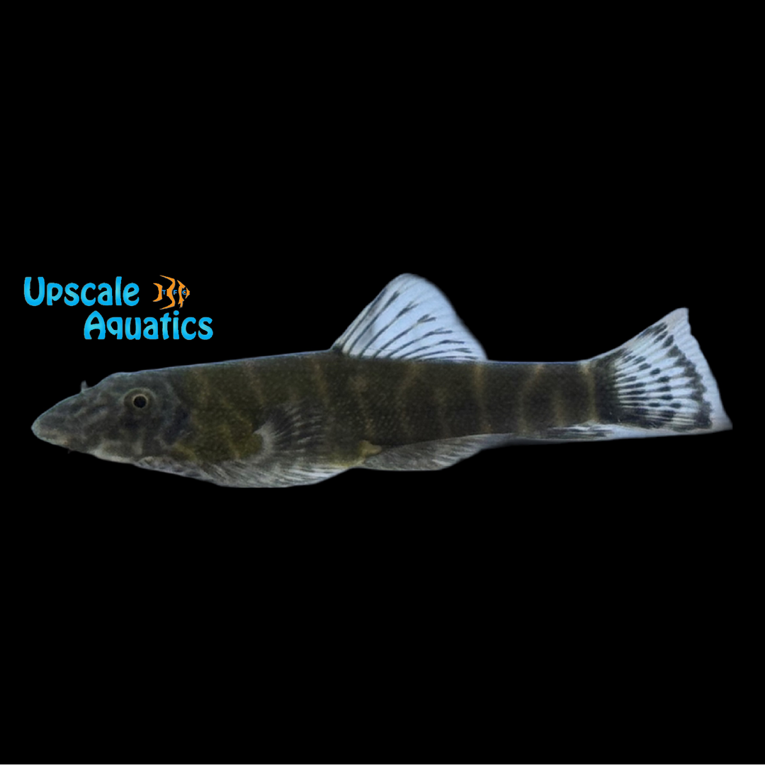 Green Laser Hillstream Loach (Gastromyzon lepidogaster)
