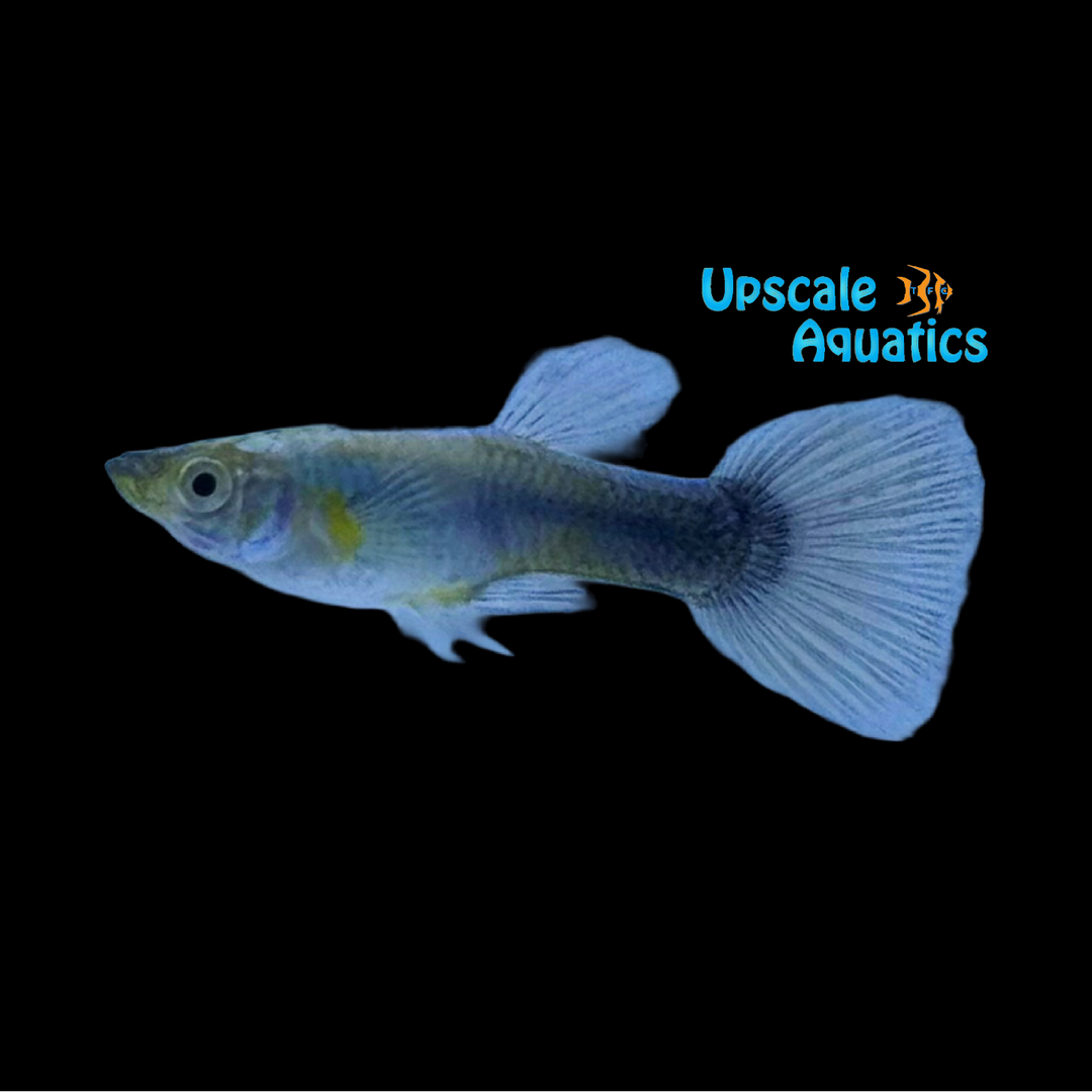 Neon Blue Guppy (Poecilia reticulata)