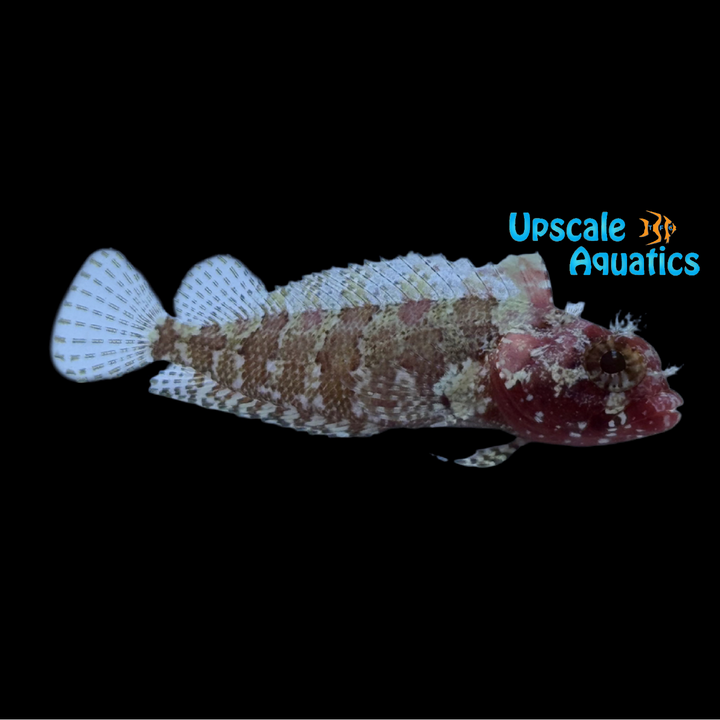 Downy Blenny (Gobioclinus kalisherae)