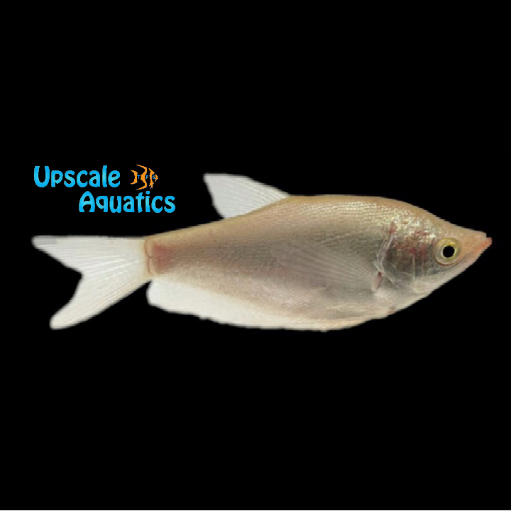 Moonlight Gourami (Trichopodus microlepis)