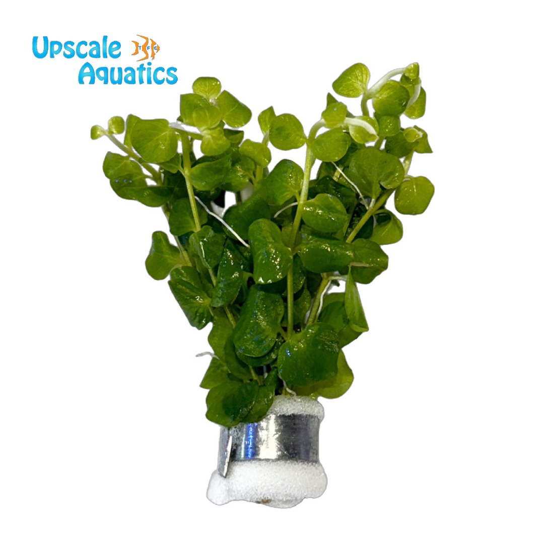 Green Creeping Jenny (Lysimachia nummularia 'Green')