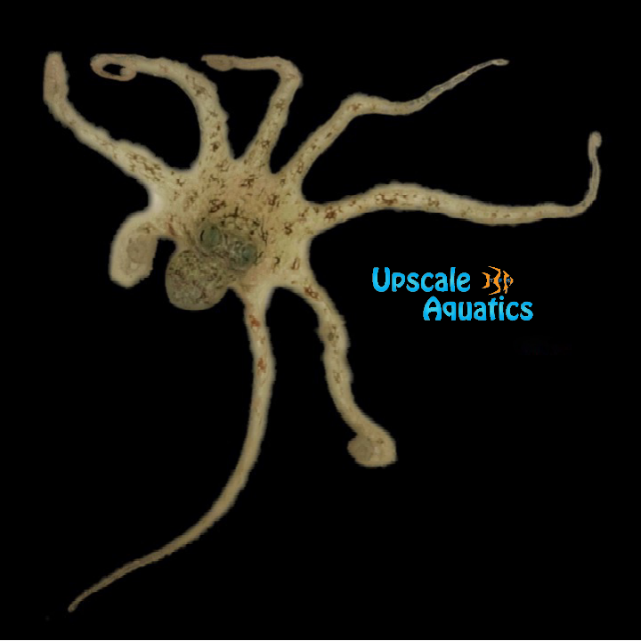 Caribbean Octopus (Octopus vulgaris)