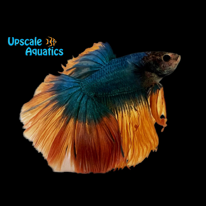 Mustard Gas Rosetail Halfmoon Betta - Male (Betta splendens)