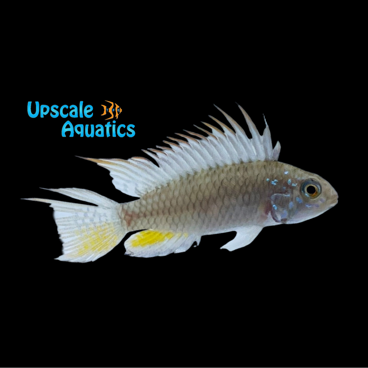 Apistogramma sp. 'Breitbinden'