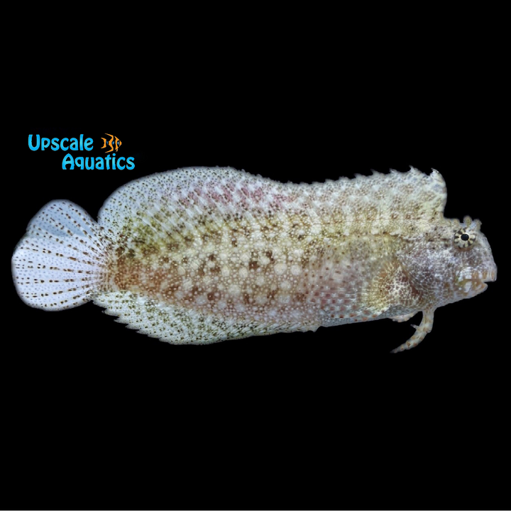 Seram Blenny (Salarias ceramensis)