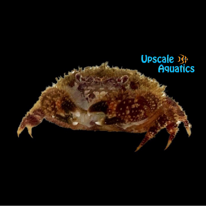 Red Eye Hairy Crab (Pilumnus sp.)