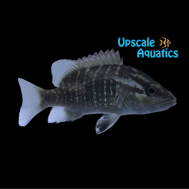 Guinea Snapper (Lutjanus endecacanthus)