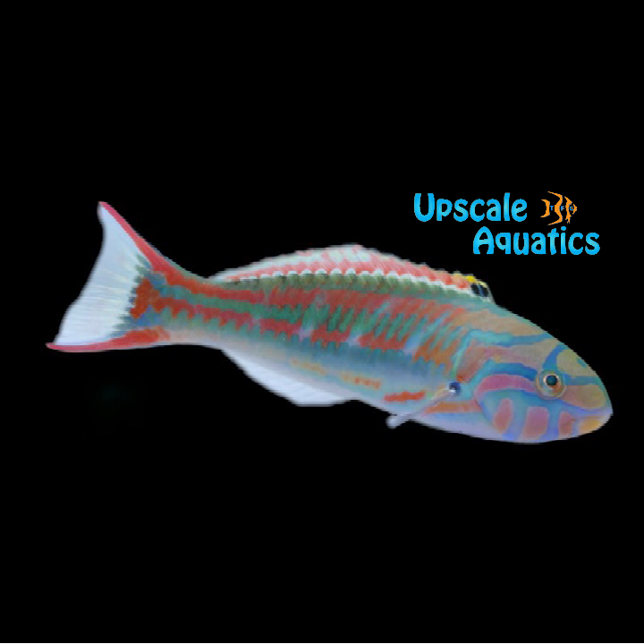 Pinkface 'Fivestripe' Wrasse (Thalassoma quinquevittatum)
