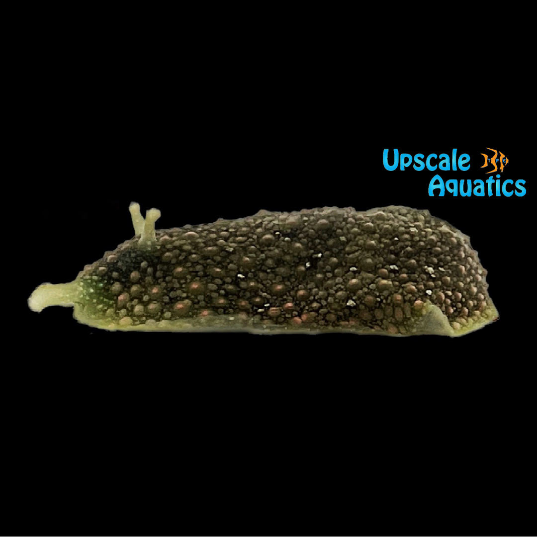 Pimpled Sea Hare (Dolabrifera nicaraguana)