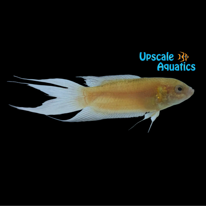 Red Dragon Paradise Gourami (Macropodus opercularis)