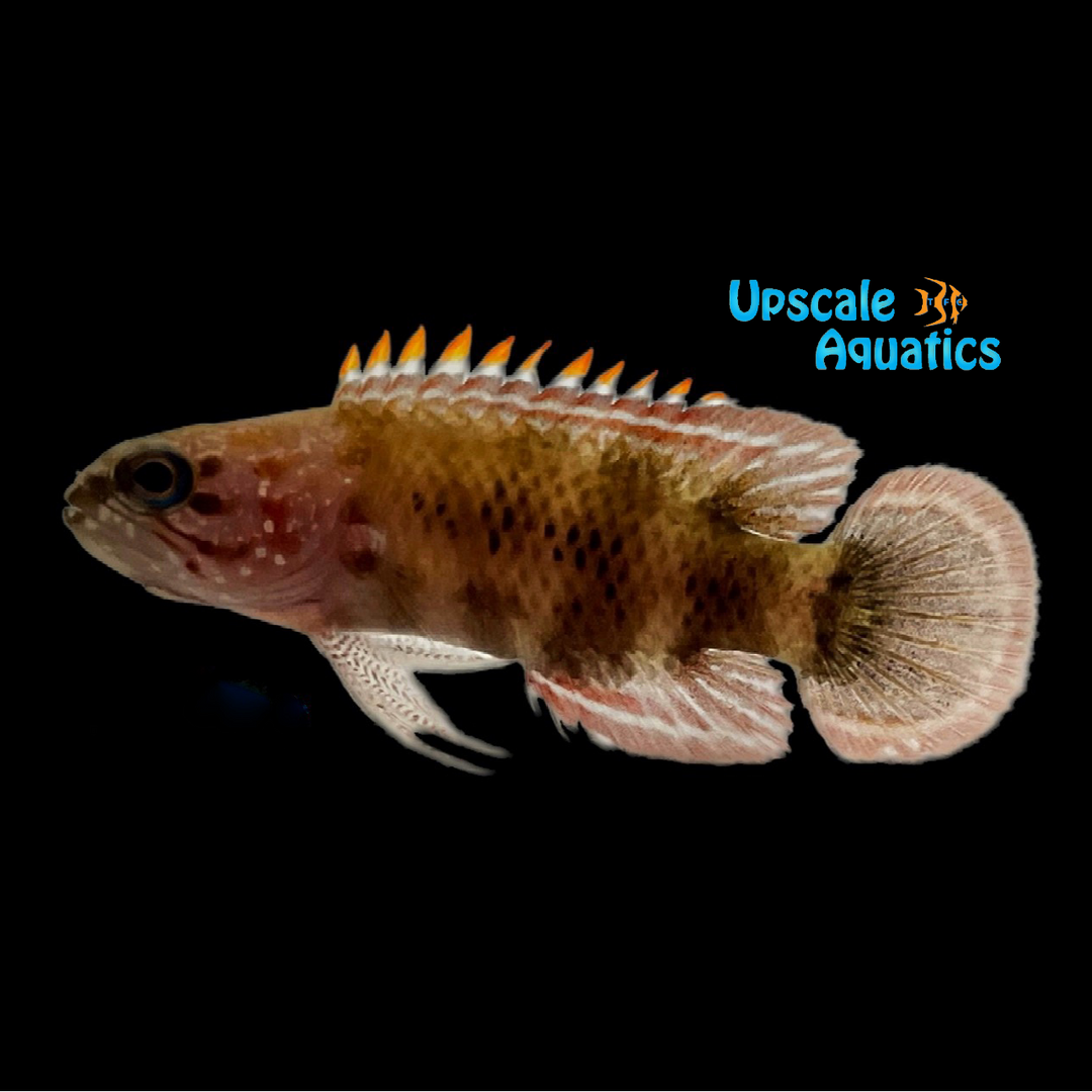 Sharp Nosed Longfin Grouper (Plesiops oxycephalus)
