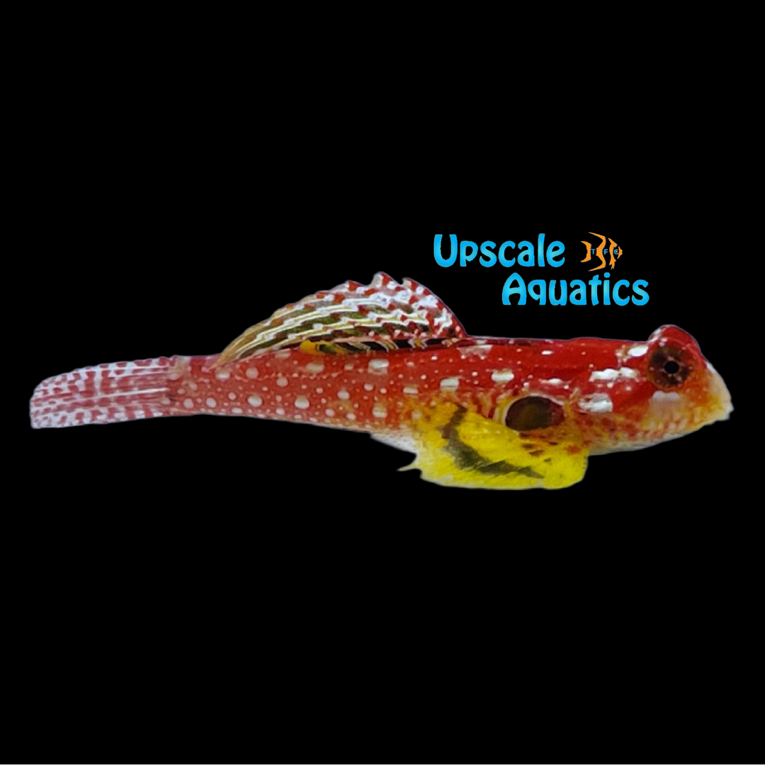 Ruby Red Dragonet (Synchiropus sycorax)