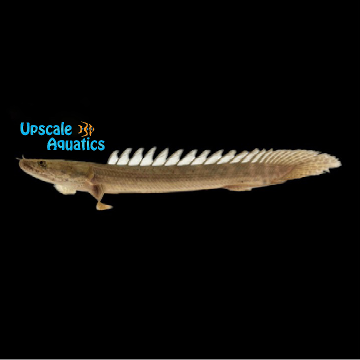 Lapradei Bichir (Polypterus lapradei)