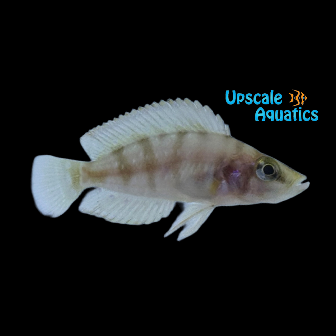 Yellow Calvus Cichlid (Altolamprologus calvus)