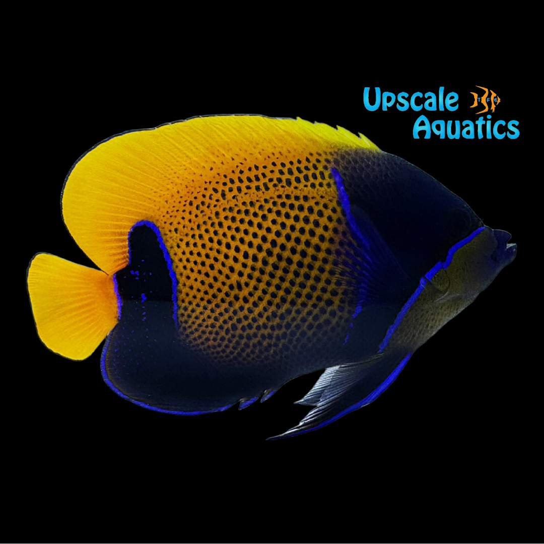 Majestic Angelfish - Adult (Pomacanthus navarchus)