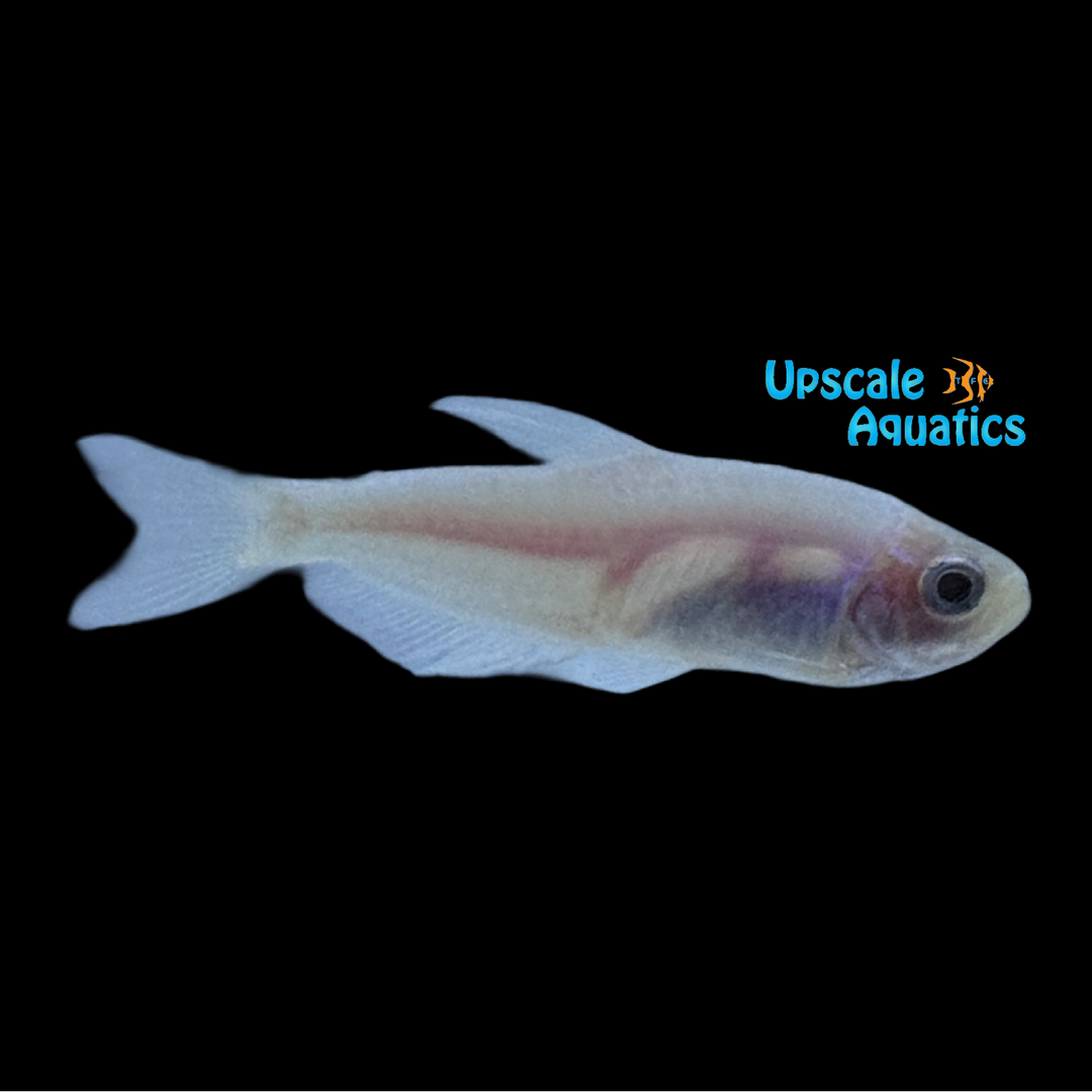 Platinum Blue Kerri Tetra (Inpaichthys kerri 'Platinum Blue')