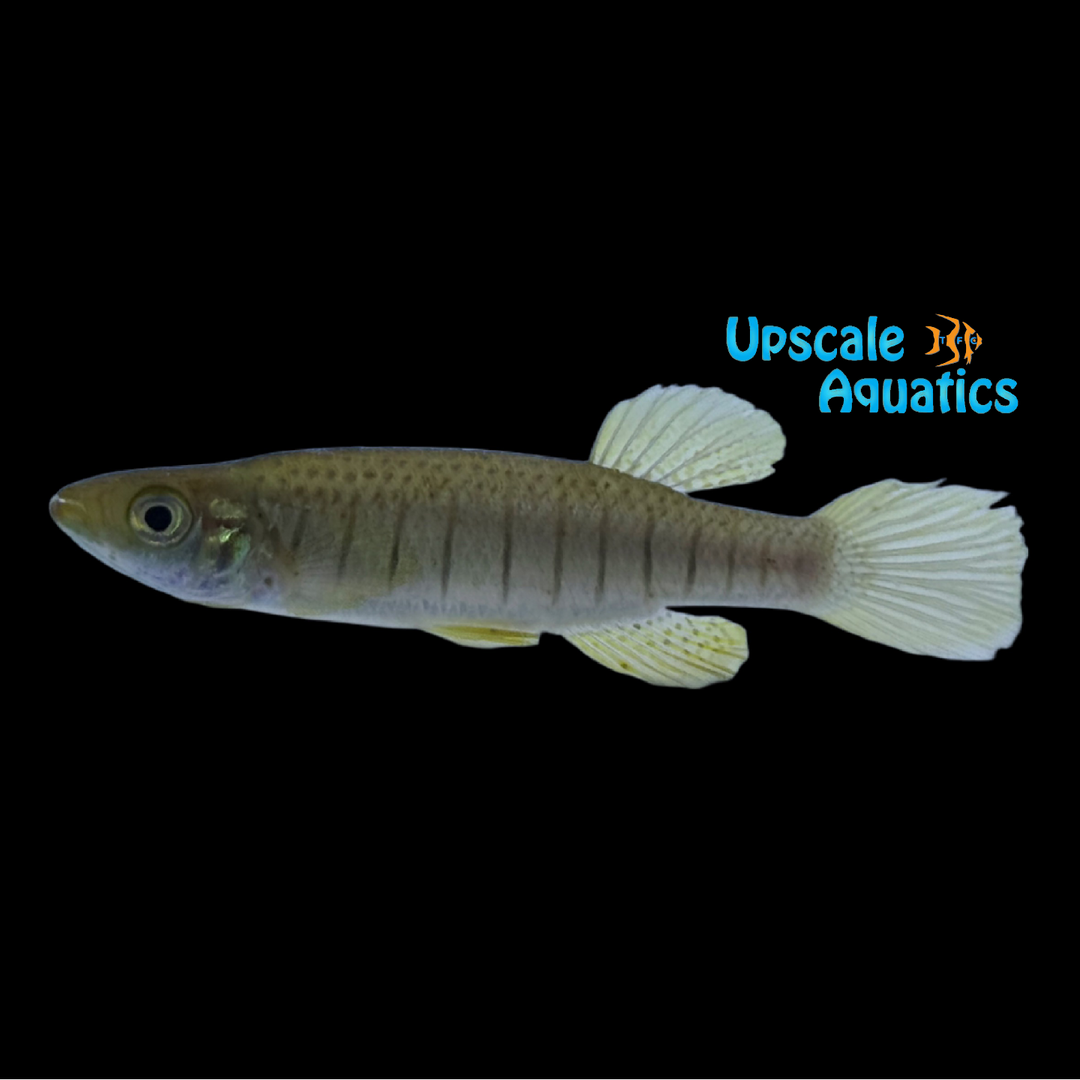 Lined Topminnow Killifish (Fundulus lineolatus)