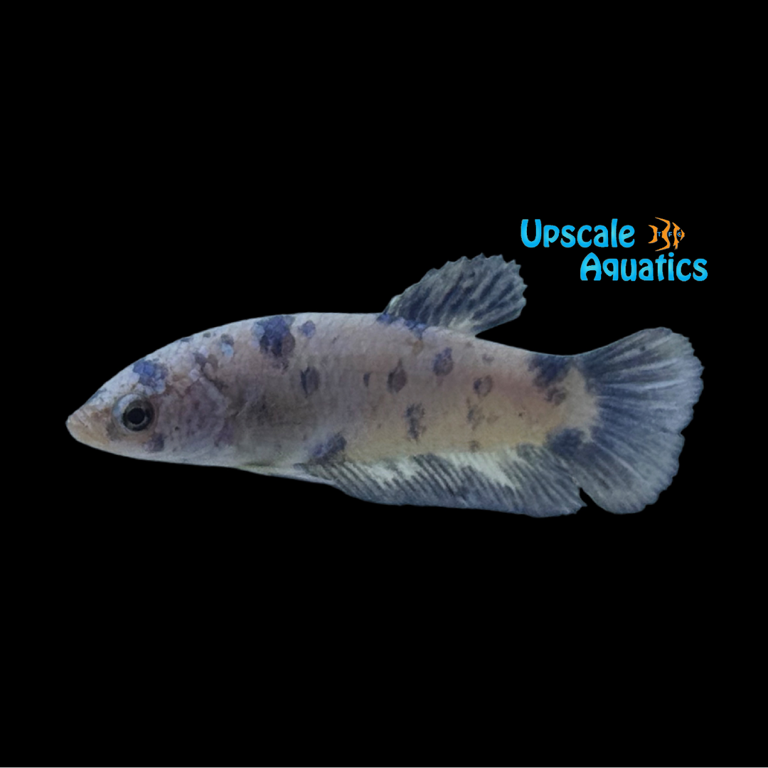 Blue Panda Halfmoon Betta - Female (Betta splendens)