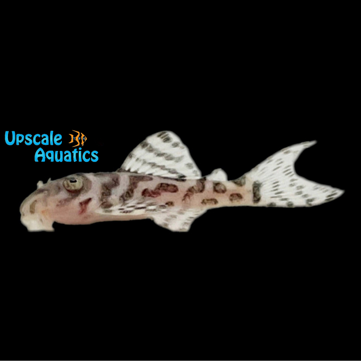 White Hypancistrus Pleco L236 (Hypancistrus sp. L236 super white)