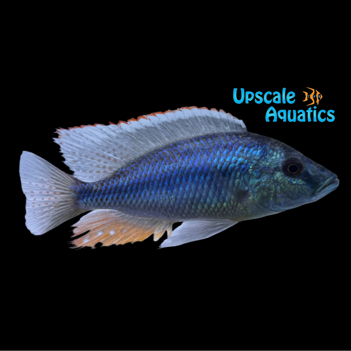Dimidiochromis Strigatus