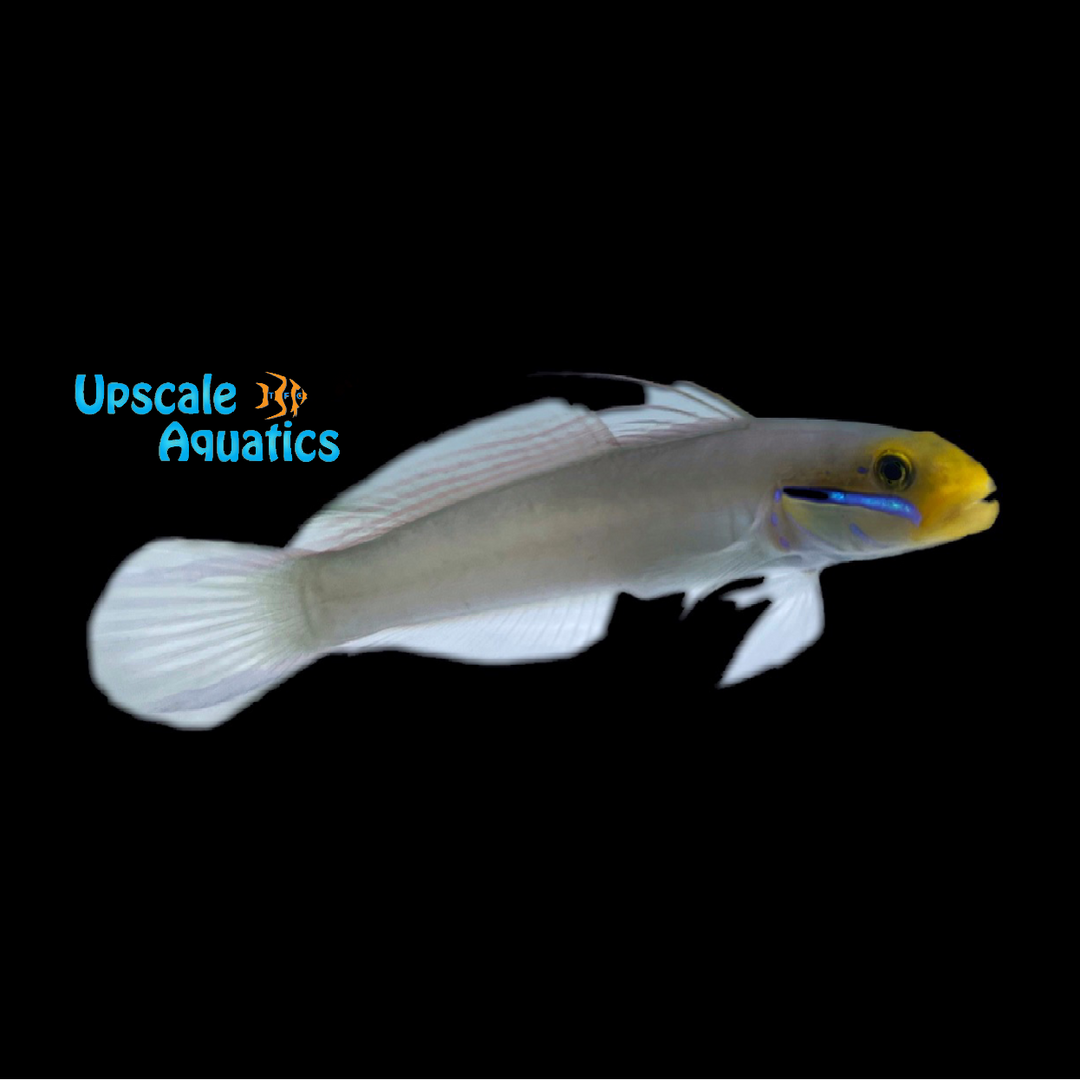 Gold Head Sleeper Goby (Valenciennea strigata)