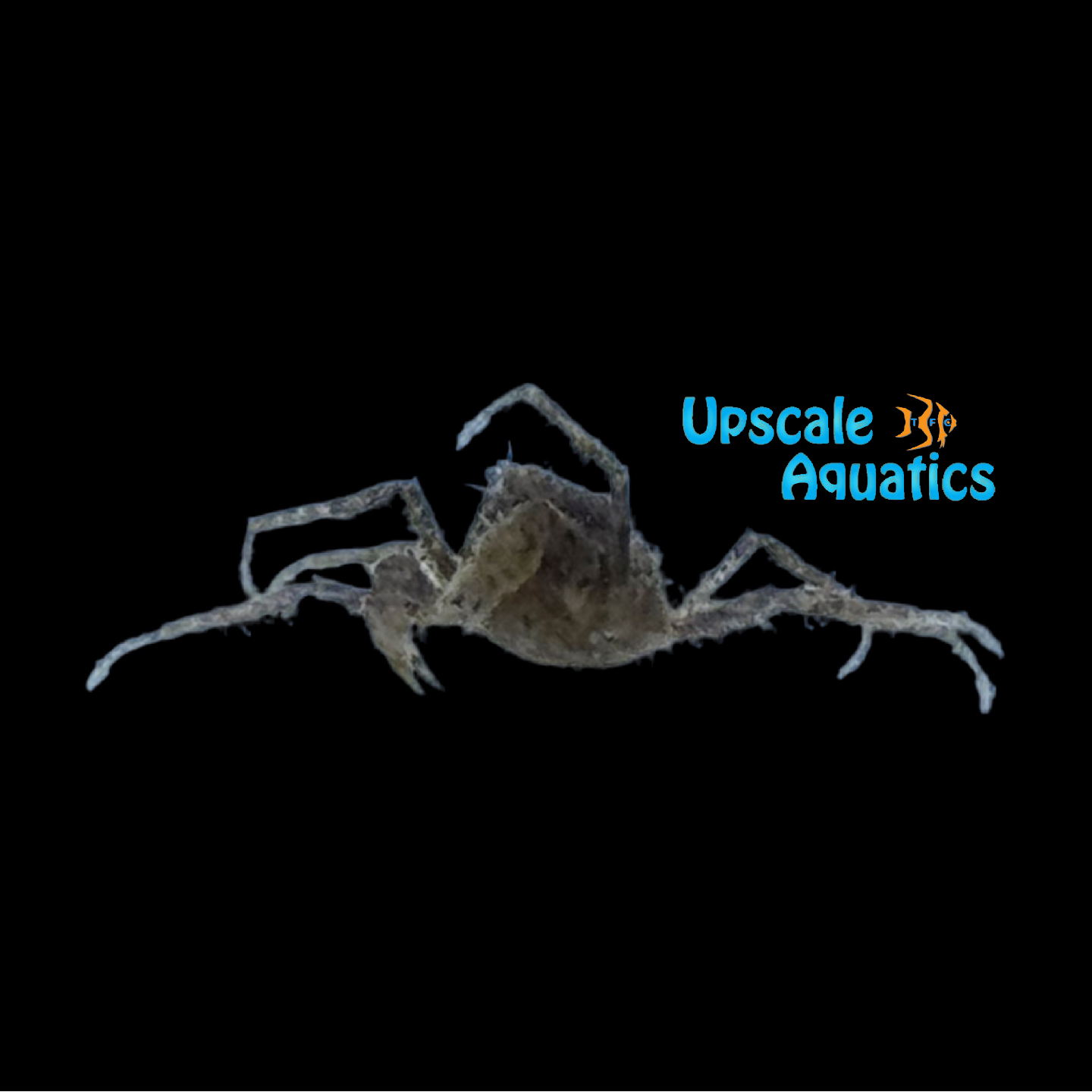 Java Giant Java Giant Micro Crab (Neorhychoplax prima) – Upscale Aquatics