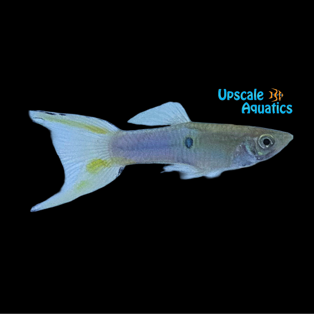 Blue Japanese Double Swordtail Guppy (Poecilia reticulata)