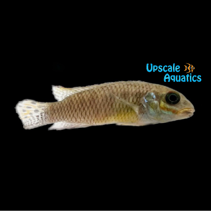 Kribensis Cichlid 'Moliwe' (Pelvicachromis taeniatus 'Moliwe')
