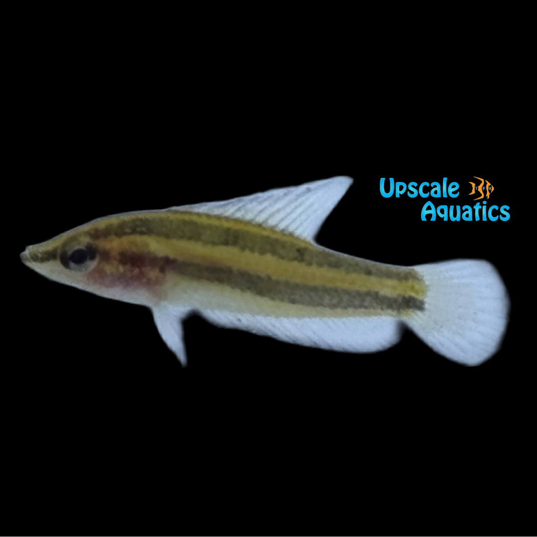 Filament Licorice Gourami (Parosphromenus filamentosus)