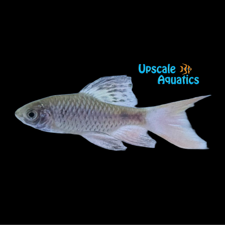 Longfin Odessa Barb (Pythia padamya)