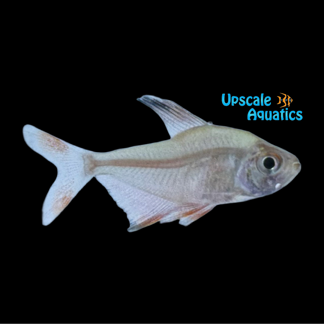 Robertsi Tetra (Hyphessobrycon jackrobertsi)