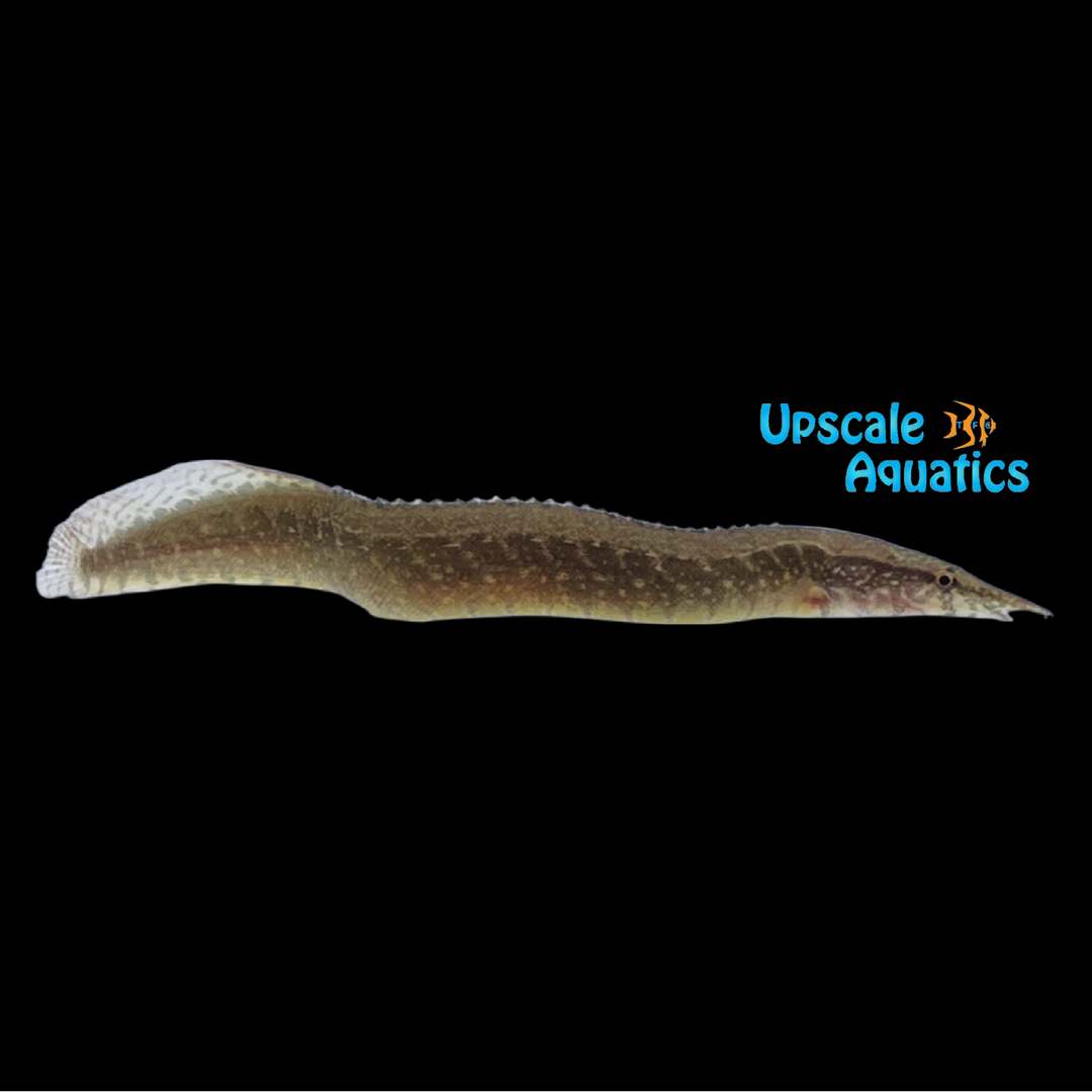 Zig-Zag Eel (Mastacembelus armatus)